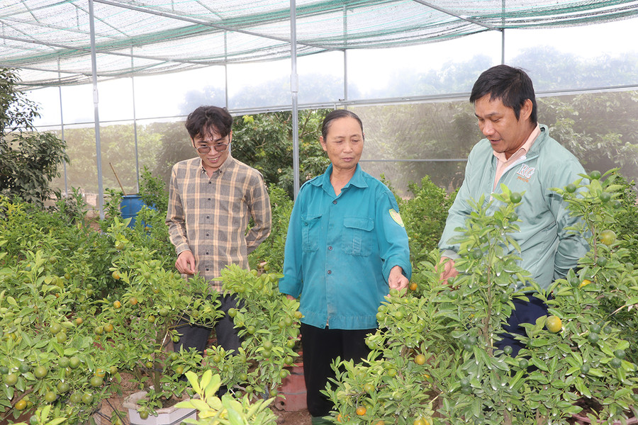 Gia đình bà Nguyễn Thị Điệu (tổ 5) có thêm thu nhập nhờ tham gia mô hình trồng quất cảnh trong nhà lồng. Ảnh: A.P Gia đình bà Nguyễn Thị Điệu (tổ 5) có thêm thu nhập nhờ tham gia mô hình trồng quất cảnh trong nhà lồng. Ảnh: A.P