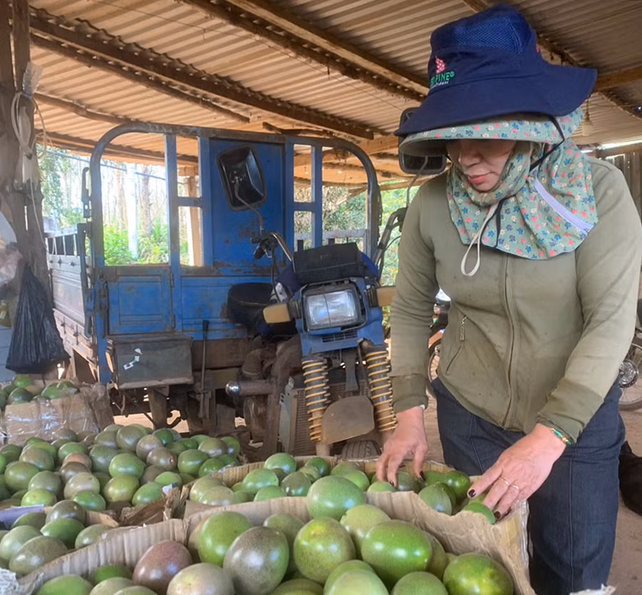 Bà Phạm Thị Quyên bên những thùng chanh dây mới thu hoạch. Ảnh: Thiên Di