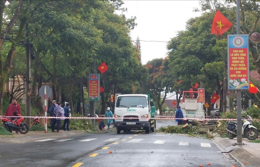 Cơ quan chức năng cưa hạ cây xanh trên đường Lê Hồng Phong, phường 4, TP Đà Lạt có nguy cơ ngã đổ Cơ quan chức năng cưa hạ cây xanh trên đường Lê Hồng Phong, phường 4, TP Đà Lạt có nguy cơ ngã đổ