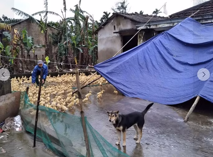“Vòng tròn kết nối” gửi tặng con giống đến những gia đình bị cuốn sạch vật nuôi sau bão lũ. (Ảnh do nhân vật cung cấp) “Vòng tròn kết nối” gửi tặng con giống đến những gia đình bị cuốn sạch vật nuôi sau bão lũ. (Ảnh do nhân vật cung cấp)