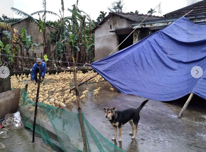 “Vòng tròn kết nối” gửi tặng con giống đến những gia đình bị cuốn sạch vật nuôi sau bão lũ. (Ảnh do nhân vật cung cấp) “Vòng tròn kết nối” gửi tặng con giống đến những gia đình bị cuốn sạch vật nuôi sau bão lũ. (Ảnh do nhân vật cung cấp)