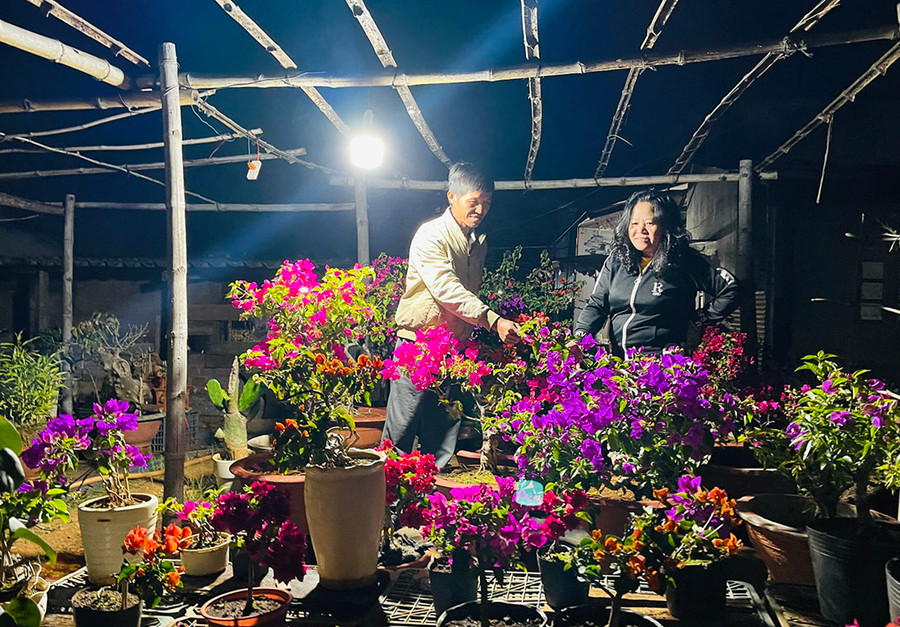 Theo anh Nguyễn Văn Thành (tổ 2, phường Yên Thế, TP. Pleiku), chăm sóc hoa Tết rất cần sự tỉ mỉ, khéo léo. Ảnh: T.D Theo anh Nguyễn Văn Thành (tổ 2, phường Yên Thế, TP. Pleiku), chăm sóc hoa Tết rất cần sự tỉ mỉ, khéo léo. Ảnh: T.D