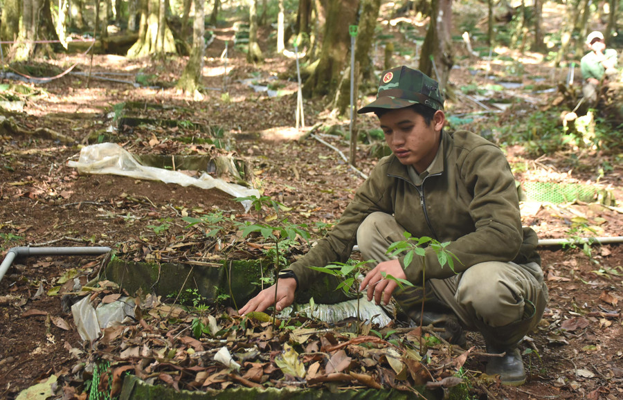 Người dân Tu Mơ Rông phát triển sâm Ngọc Linh. Ảnh: P.N