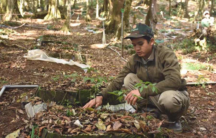 Người dân Tu Mơ Rông phát triển sâm Ngọc Linh. Ảnh: P.N