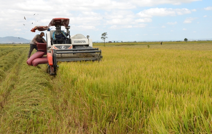 Thủ tướng chỉ thị đẩy mạnh sản xuất, kinh doanh, xuất khẩu lúa, gạo bền vững, minh bạch, hiệu quả trong tình hình mới. Ảnh: Trần Đức