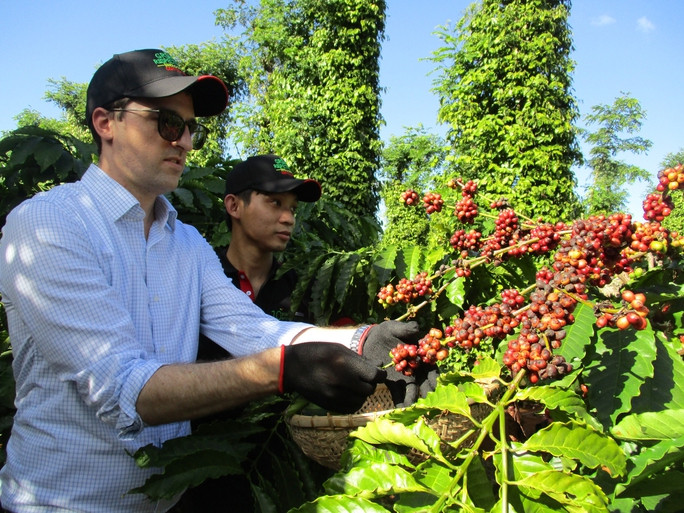 Ngành cà phê Việt Nam có tỉ trọng xuất khẩu sang EU lớn. Ảnh: AN NA