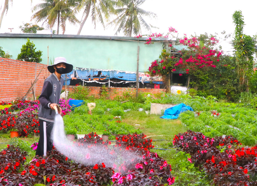 Với đa dạng chủng loại, màu sắc rực rỡ, hoa truyền thống và hoa giống mới được nhà vườn tại thị xã An Khê duy trì trồng trọt cung ứng thị trường Tết. Ảnh: Ngọc Minh