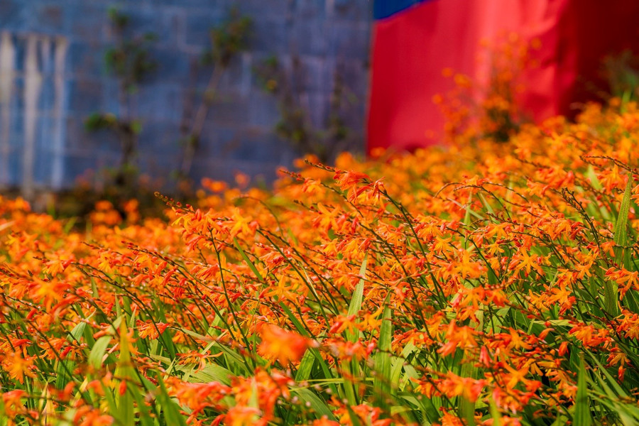 Đường lên nóc nhà Đông Dương ngập tràn sắc hoa dơn thóc Đường lên nóc nhà Đông Dương ngập tràn sắc hoa dơn thóc