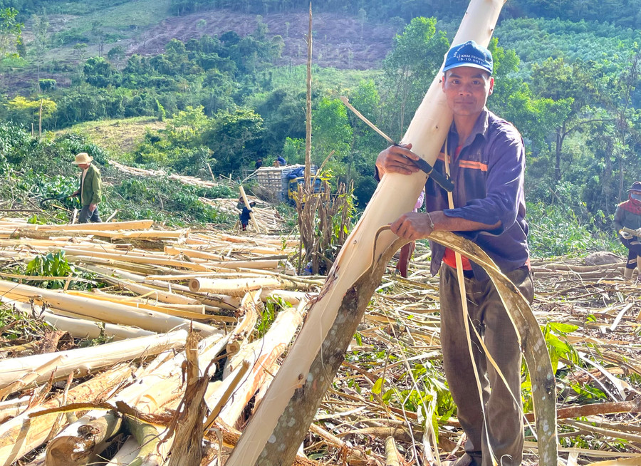 Người dân xã Đak Pling (huyện Kông Chro) khai thác rừng trồng. Ảnh: Minh Nguyễn Người dân xã Đak Pling (huyện Kông Chro) khai thác rừng trồng. Ảnh: Minh Nguyễn