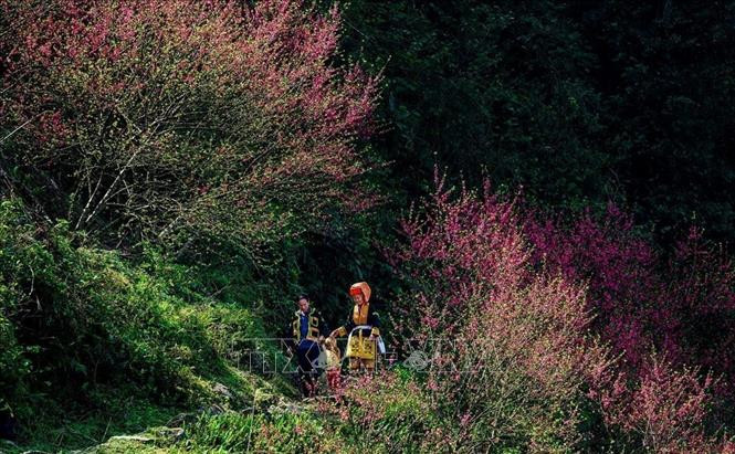 Mẫu Sơn mùa xuân về. Ảnh: TTXVN phát