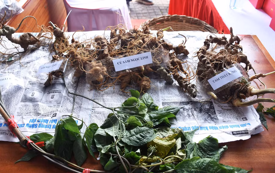 Sâm Ngọc Linh và củ giống sâm Ngọc Linh được trưng bày cạnh nhau tại Phiên chợ sâm để người dân và khách hàng dễ phân biệt. Ảnh: P.N
