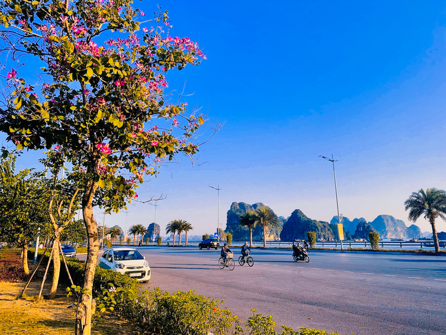 Có một công viên đẹp xiêu lòng bên bờ Di sản vịnh Hạ Long - Ảnh 4. Dịp này những nhành hoa ban bung nở rực rỡ bên bờ Di sản vịnh Hạ Long. Ảnh: LÃ NGHĨA HIẾU