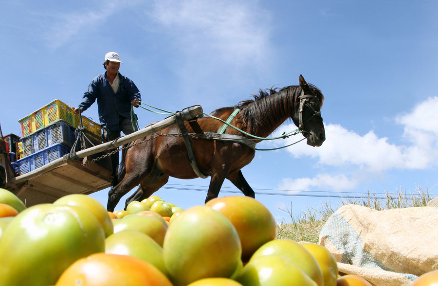 Dịch vụ ngựa thồ thịnh hành một thời tại Lâm Đồng. Dịch vụ ngựa thồ thịnh hành một thời tại Lâm Đồng.