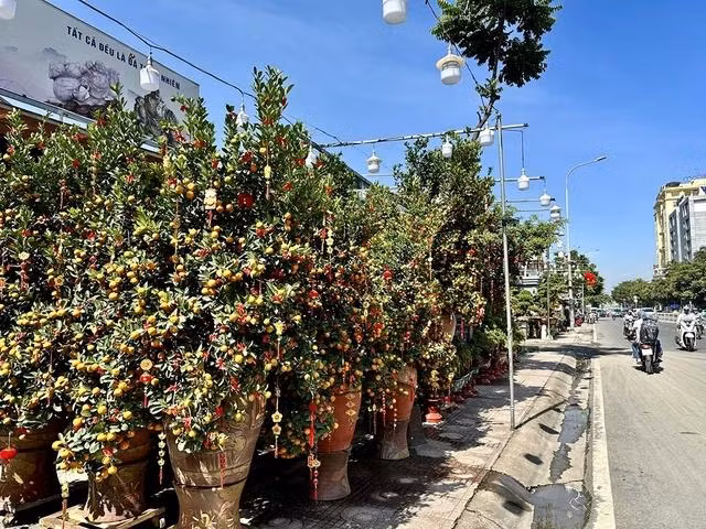 Trên đường Thành Thái (Q.10) hoa kiểng tết rực rỡ khoe sắc từ đầu tháng chạp nhưng sức mua đến thời điểm này vẫn yếu. ẢNH: Minh Đăng