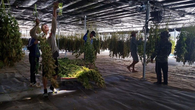 Công nhân làm việc trong trang trại cần sa tại Thailand. Công nhân làm việc trong trang trại cần sa tại Thailand.