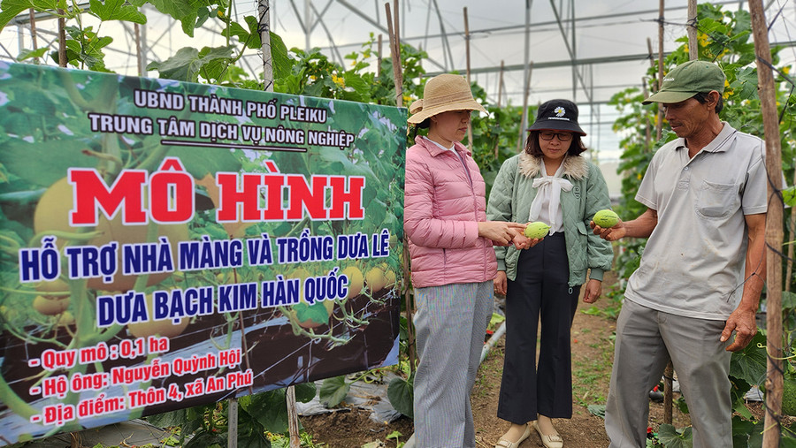 Thành phố phấn đấu có 50% các mô hình liên kết gắn với vùng nguyên liệu có ứng dụng công nghệ số. Ảnh: Bá Bính