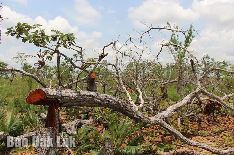 Nhiều dự án nông lâm nghiệp ở huyện Ea Súp để rừng bị chặt phá.