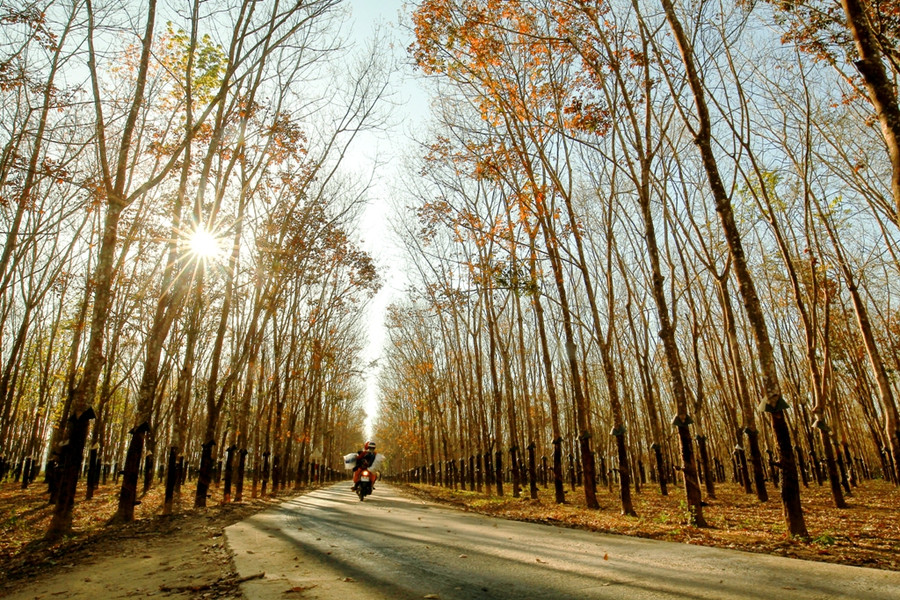 Con đường nhỏ trong hàng cao su thẳng tắp.