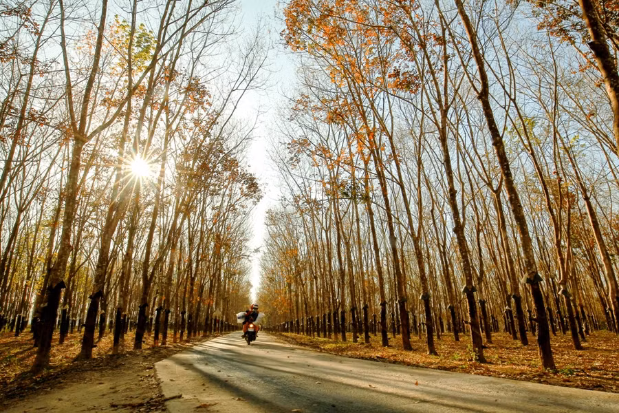 Con đường nhỏ trong hàng cao su thẳng tắp.