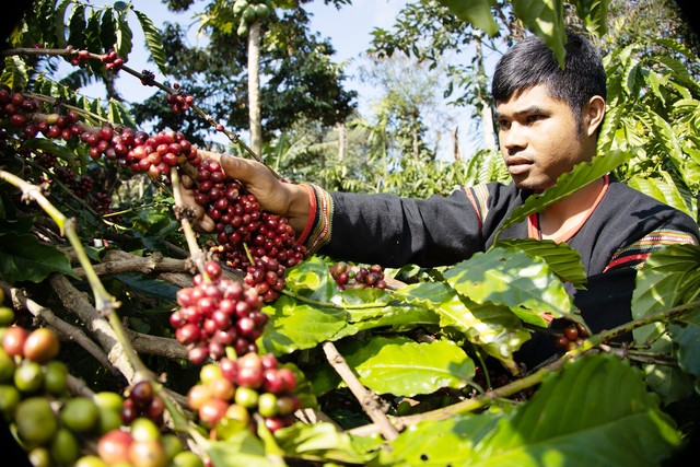 Giá cà phê nội địa tăng mạnh theo giá thế giới. Ảnh: Minh Đăng Giá cà phê nội địa tăng mạnh theo giá thế giới. Ảnh: Minh Đăng
