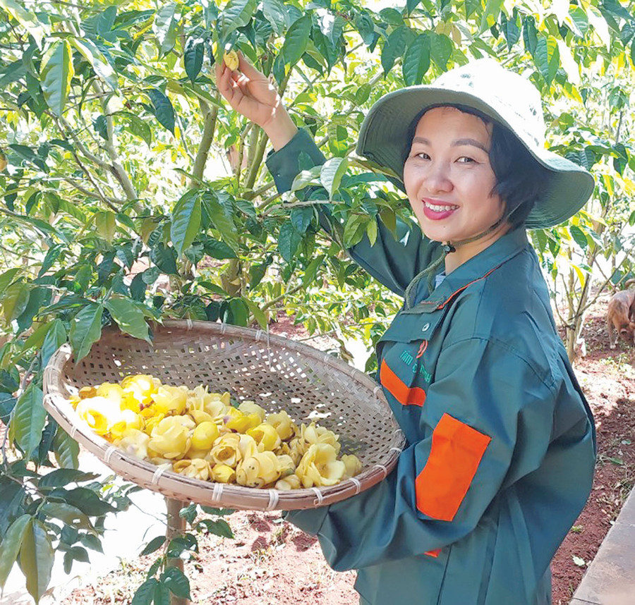 Thu hoạch hoa trà. Ảnh: N.D Thu hoạch hoa trà. Ảnh: N.D