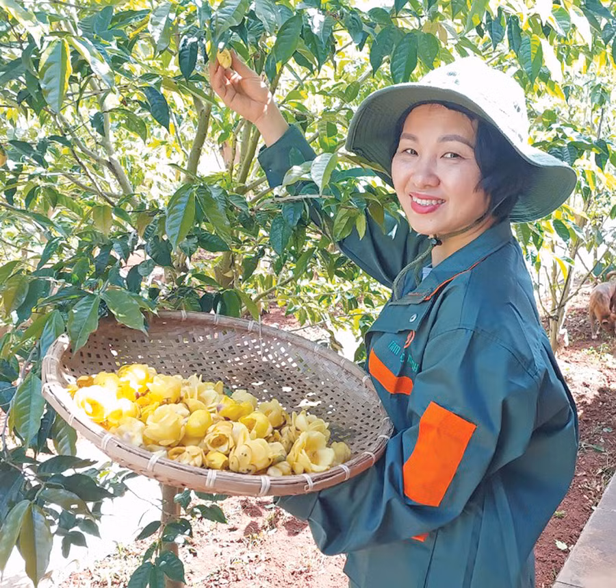 Thu hoạch hoa trà. Ảnh: N.D