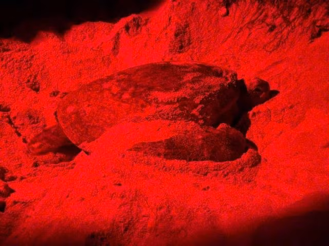 Rùa lên đảo đẻ trứng được các tình nguyện viên bảo vệ nghiêm ngặt Rùa lên đảo đẻ trứng được các tình nguyện viên bảo vệ nghiêm ngặt