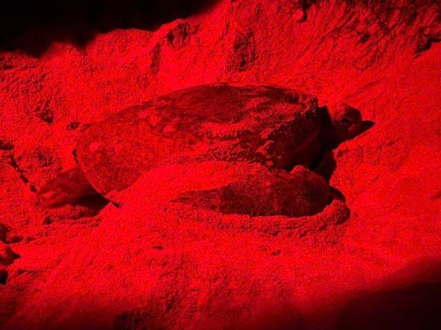 Rùa lên đảo đẻ trứng được các tình nguyện viên bảo vệ nghiêm ngặt Rùa lên đảo đẻ trứng được các tình nguyện viên bảo vệ nghiêm ngặt