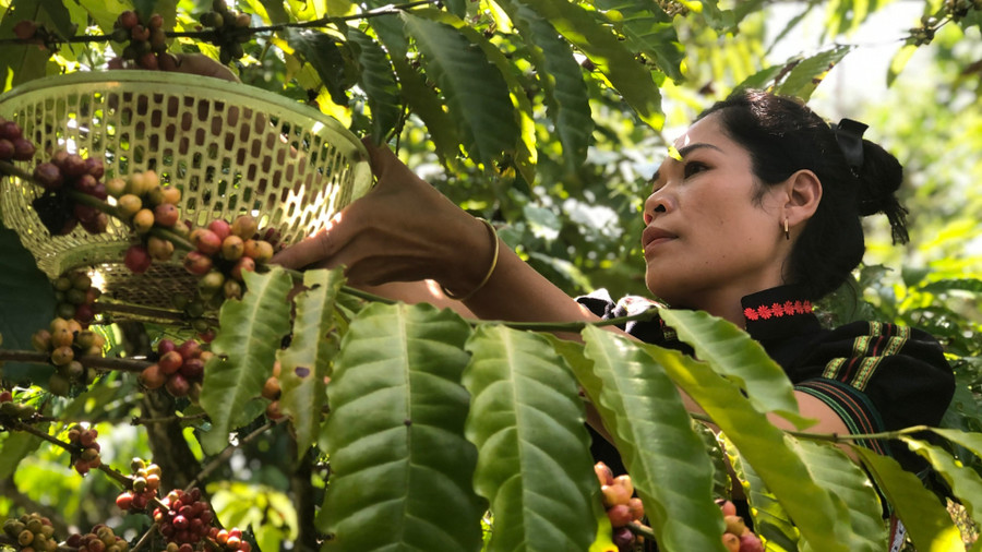 Ka Nhuỵ hái những trái cà phê Robusta chín đỏ Ka Nhuỵ hái những trái cà phê Robusta chín đỏ