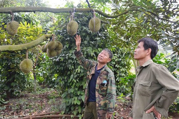 Hợp tác xã Nông nghiệp Buôn Hồ, tỉnh Đắk Lắk đánh giá vườn cây và đánh giá tỷ lệ trái đủ tuổi để quyết định thời điểm thu hoạch. (Ảnh: Hoài Thu/TTXVN)