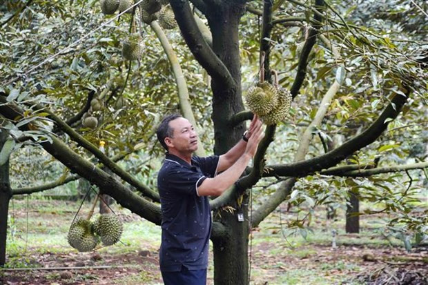 Ông Nguyễn Thạc Cảnh, xã Ea Kpam, huyện Cư M’gar, tỉnh Đắk Lắk buộc sầu riêng, đợi sầu riêng đủ ngày tuổi mới chốt giá, thu hoạch. (Ảnh: Hoài Thu/TTXVN) Ông Nguyễn Thạc Cảnh, xã Ea Kpam, huyện Cư M’gar, tỉnh Đắk Lắk buộc sầu riêng, đợi sầu riêng đủ ngày tuổi mới chốt giá, thu hoạch. (Ảnh: Hoài Thu/TTXVN)