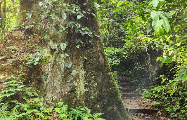 Cây có đường kính gốc rất lớn, khoảng 5 m