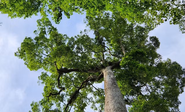 Cây là minh chứng cho hệ sinh thái đa dạng, hiếm có ở nước ta