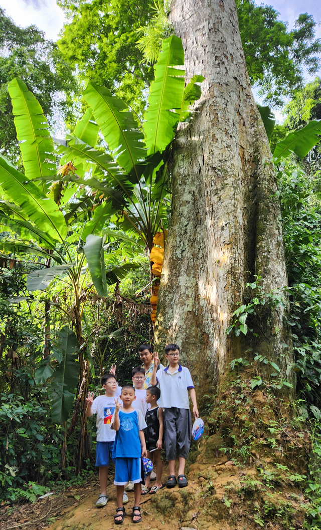 Cây đăng cổ thụ ngàn năm tuổi nằm sâu trong rừng già Cúc Phương và các bạn nhỏ trong hành trình khám phá
