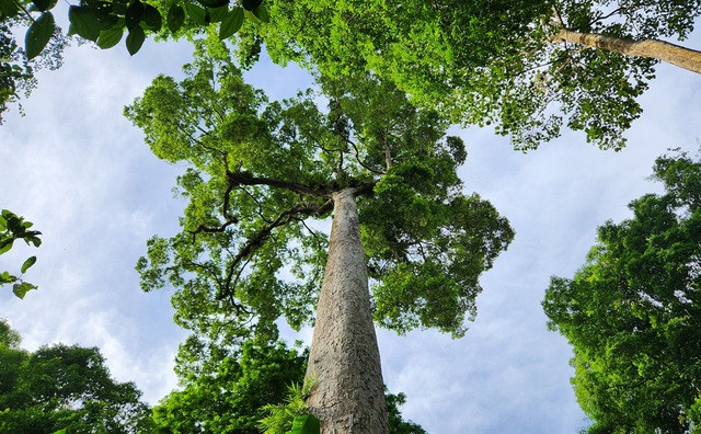 Vườn quốc gia Cúc Phương đã trở nên vô cùng quen thuộc, thân thương với biết bao du khách trong và ngoài nước, đây cũng là vườn quốc gia đầu tiên của Việt Nam