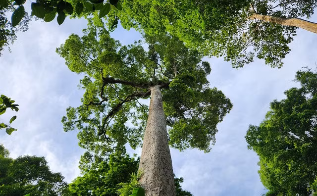 Vườn quốc gia Cúc Phương đã trở nên vô cùng quen thuộc, thân thương với biết bao du khách trong và ngoài nước, đây cũng là vườn quốc gia đầu tiên của Việt Nam