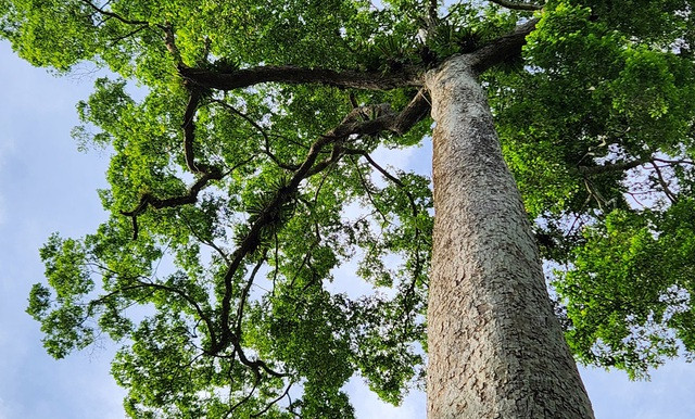 Trải qua ngàn năm tuổi, cây vẫn sừng sững xanh tốt giữa núi rừng