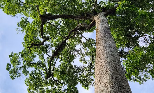 Trải qua ngàn năm tuổi, cây vẫn sừng sững xanh tốt giữa núi rừng