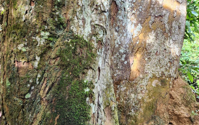 Thân cây đầy dây leo và rêu phủ theo thời gian