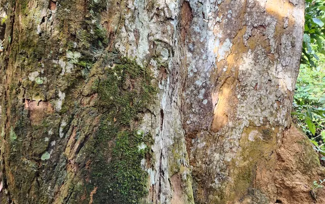 Thân cây đầy dây leo và rêu phủ theo thời gian