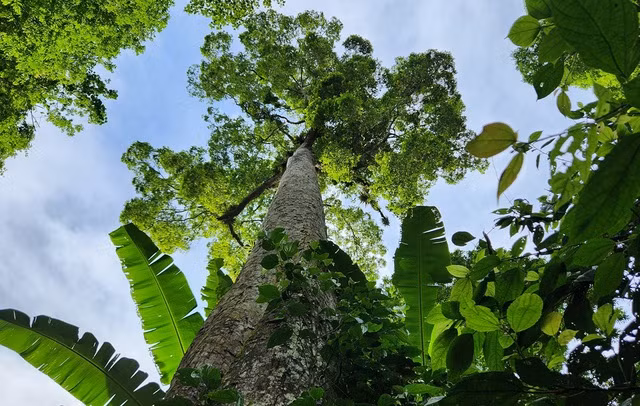 Hệ thống cây đăng đã tạo nên khung cảnh thiên nhiên hùng vĩ của Cúc Phương