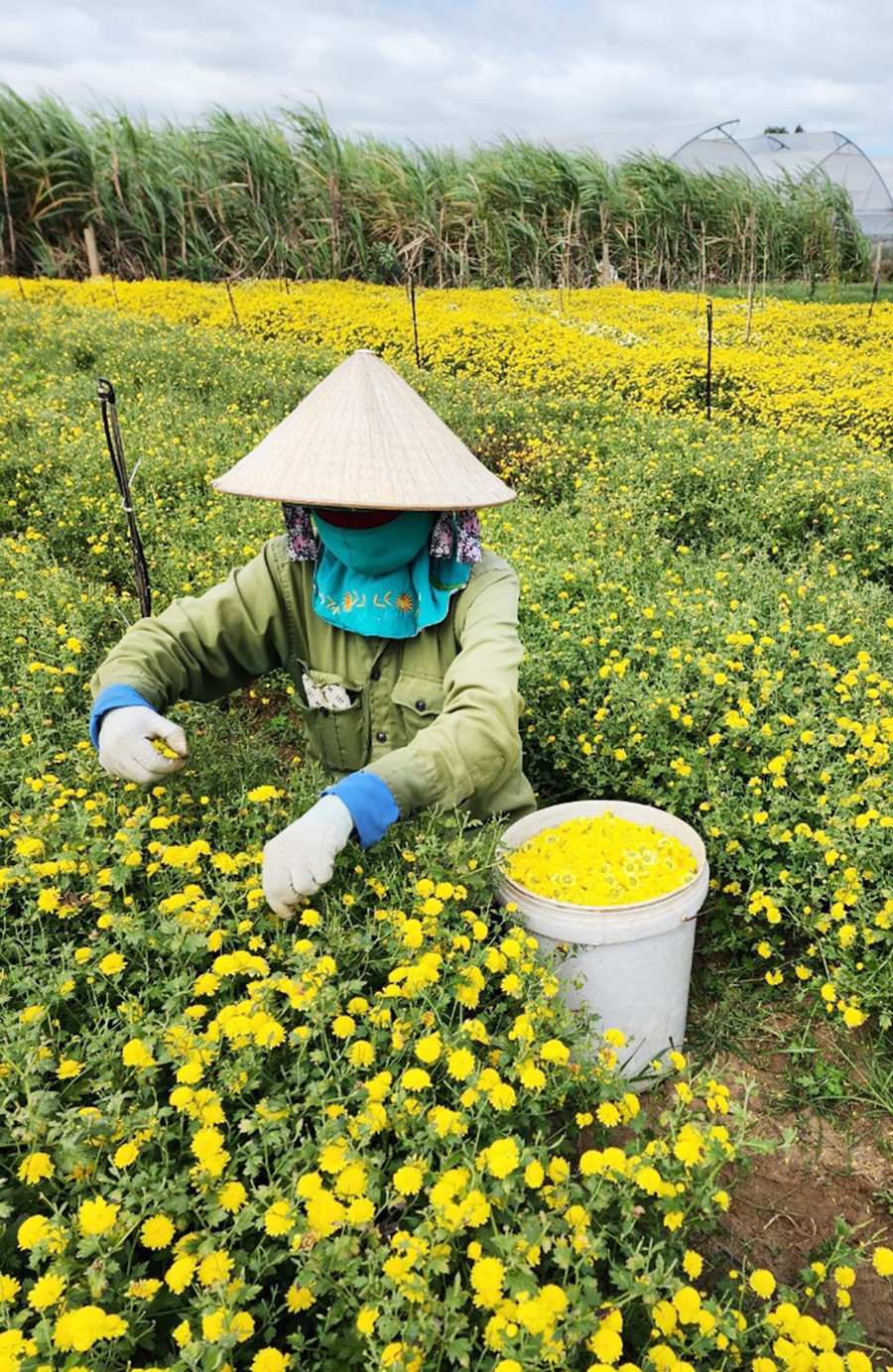 Mùa thu hoạch cúc cổ trà. Ảnh NVCC