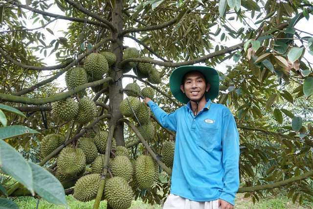 Một cây sầu riêng trong vườn của Tuyễn cho trái khắp thân và nhánh. Ảnh: Duy Tân Một cây sầu riêng trong vườn của Tuyễn cho trái khắp thân và nhánh. Ảnh: Duy Tân