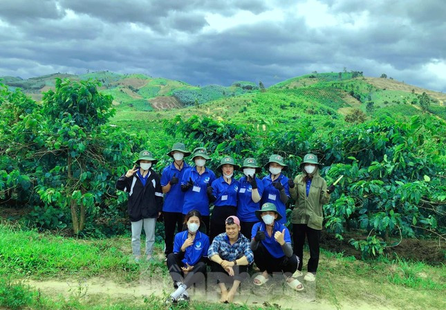 Thanh niên tình nguyện giúp người dân vặt chồi, làm cỏ cà phê ảnh 1