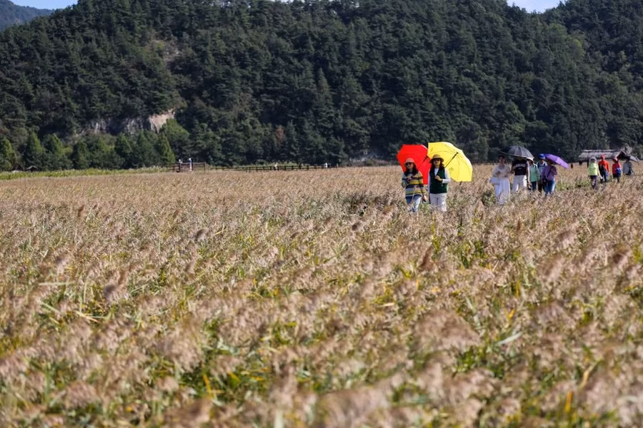 Du khách tham quan Vịnh Suncheon (Hàn Quốc). (Ảnh: THX/TTXVN)