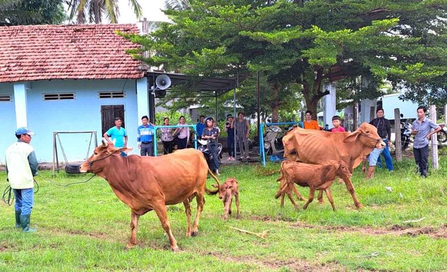 Từ nguồn vốn phân bổ thuộc Chương trình mục tiêu quốc gia giảm nghèo bền vững năm 2023, phường An Phú đã hỗ trợ hộ nghèo, cận nghèo phát triển chăn nuôi bò. Ảnh: Phi Điềm