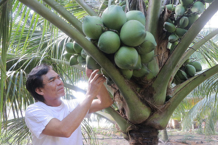Mỗi năm, gia đình ông Lê Hữu Thạo (tổ 2, phường An Phước, thị xã An Khê) thu nhập 300 triệu đồng từ vườn dừa. Ảnh: An Phát Mỗi năm, gia đình ông Lê Hữu Thạo (tổ 2, phường An Phước, thị xã An Khê) thu nhập 300 triệu đồng từ vườn dừa. Ảnh: An Phát