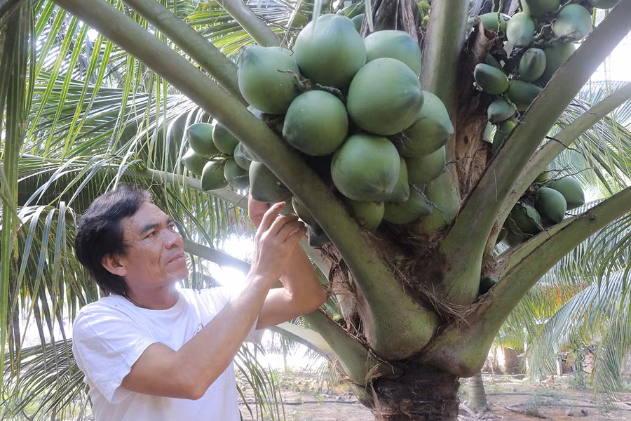 Mỗi năm, gia đình ông Lê Hữu Thạo (tổ 2, phường An Phước, thị xã An Khê) thu nhập 300 triệu đồng từ vườn dừa. Ảnh: An Phát