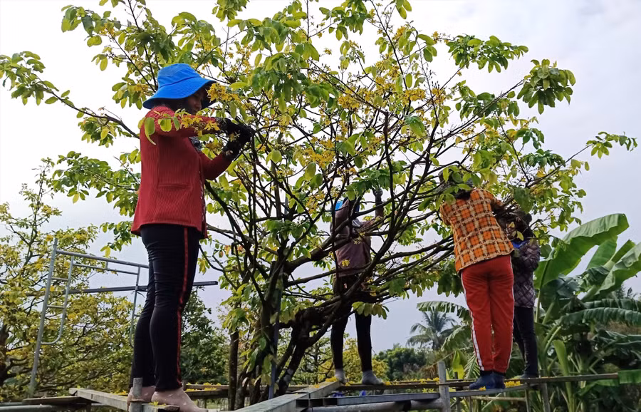 Nhiều lao động có thêm thu nhập tiền triệu từ việc lặt bỏ bông mai sau Tết. Ảnh: Thanh Thanh