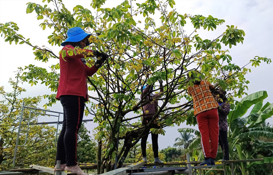 Nhiều lao động có thêm thu nhập tiền triệu từ việc lặt bỏ bông mai sau Tết. Ảnh: Thanh Thanh
